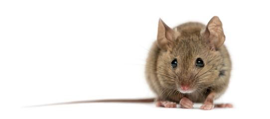 Wood mouse in front of a white background