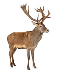 Red deer stag in front of a white background