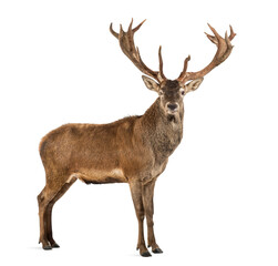 Red deer stag in front of a white background