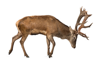 Red deer stag in front of a white background