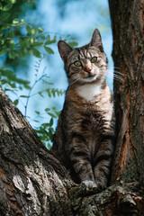 Kater sitzt im Baum, hübscher getigerter Kater ist auf der Jagd, Kätzchen sitzt im Baum