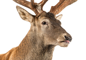 Close-up of a Red deer stag in front of a white background