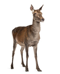 Female red deer in front of a white background