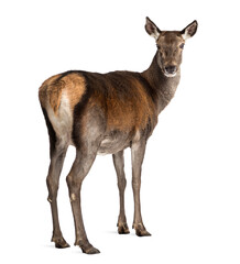 Female red deer in front of a white background