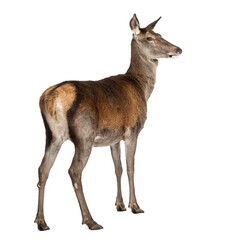 Female red deer in front of a white background