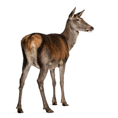 Female red deer in front of a white background