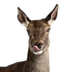 Close-up of a female red deer in front of a white background