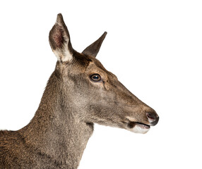 Close-up of a female red deer in front of a white background