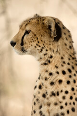 Close-up of a Cheetah, Serengeti, Tanzania