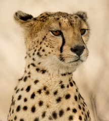 Close-up of a Cheetah, Serengeti, Tanzania