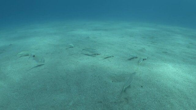 Lessepsian  red sea mullets fish in Mediterranean sea underwater Mullus barbatus