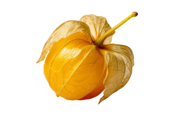 Golden physalis fruit harvest