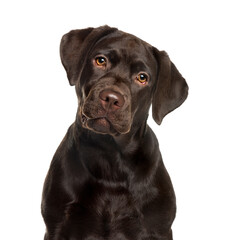 Labrador in front of white background
