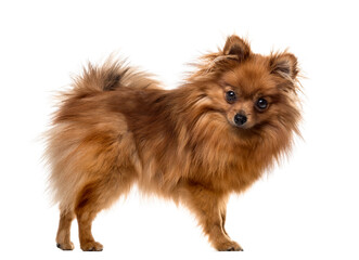 Chihuahuain front of white background