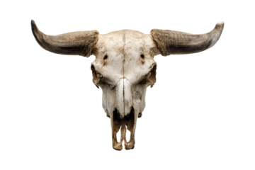Nature photography buffalo skull