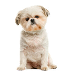 Shih Tzu in front of white background