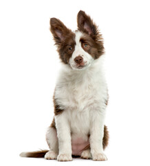Border Collie in front of white background