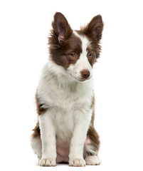 Border Collie in front of white background