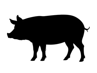 Fototapeta premium wild boar vinyl ready vector illustration