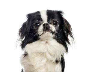 Close-up of a Chihuahua in front of a white background