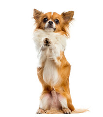 Chihuahua begging in front of a white background