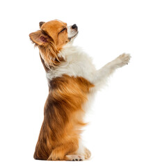 Chihuahua begging in front of a white background