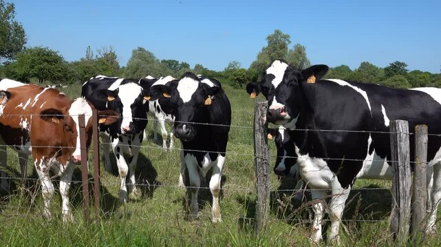 Des vaches Prim'Holstein vues de pr&egrave;s dans un pr&eacute; par temps ensoleill&eacute;	