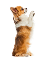 Chihuahua begging in front of a white background