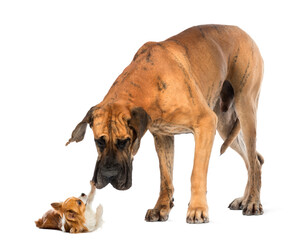 Obraz premium Great dane looking at a Chihuahua in front of a white background