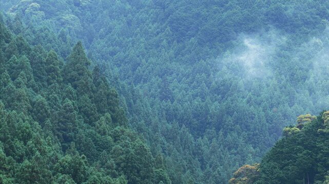静岡県浜松市の天竜区に広がる「天竜美林」と呼ばれるスギ・ヒノキの人工林,
