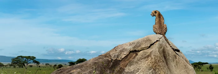 Fotobehang Luipaard Cheetah sitting on a rock and looking away, Serengeti, Tanzania  © Eric Isselée