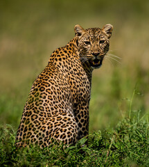 Leopard sitting, Serengeti, Tanzania