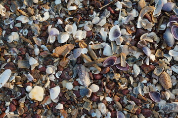 Seashell Beach Texture Close-Up of Colorful Seashells and Pebbles on the Shore