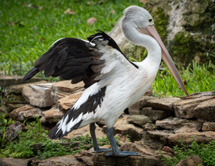 Australian Pelican Standing on Coastal Rocks Overlooking the Water in Natural Habitat