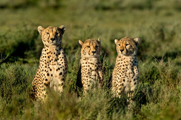 Three Cheetahs sitting, Serengeti, Tanzania