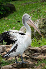 Australian Pelican Standing on Coastal Rocks Overlooking the Water in Natural Habitat
