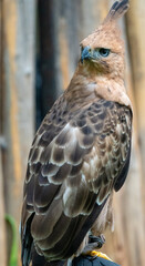 Javan Hawk Eagle Perched Quietly in Its Natural Forest Habitat of Java Island
