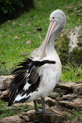 Australian Pelican Standing on Coastal Rocks Overlooking the Water in Natural Habitat