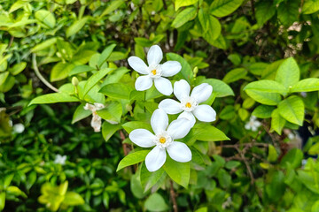 A close-up photo of a beautiful blooming flower in natural light, showcasing delicate petals and vibrant colors. Perfect for nature, garden, and botanical themes.