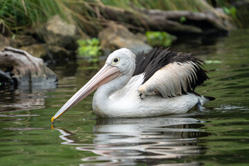 Australian Pelicans Gracefully Swimming on a Calm Lake Surface