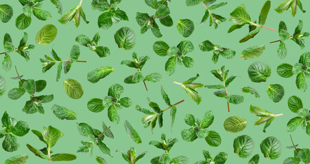Creative background with mint. Pattern from flying green fresh mint, peppermint, lemon balm,...