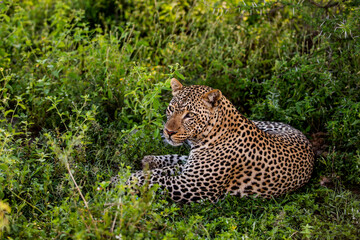 Leopard lying, Serengeti, Tanzania