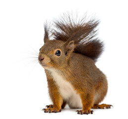 Red squirrel in front of a white background © Eric Isselée