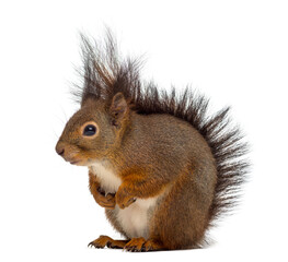 Red squirrel in front of a white background