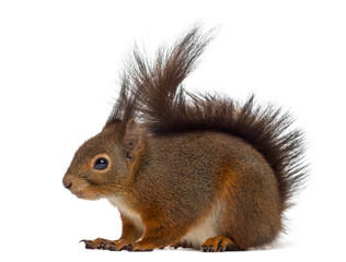 Red squirrel in front of a white background