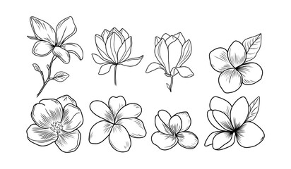 set of floral elements. Magnolia. Vector set of hand drawn flowers. Detailed floral sketches featuring blossoms with line art style. For prints, coloring pages, tattoos, wedding invitations. 