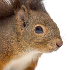 Close-up of a Red squirrel in front of a white background