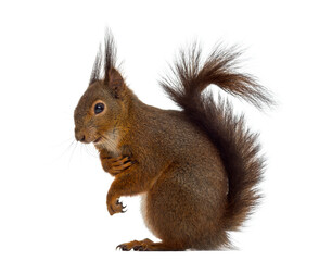 Red squirrel in front of a white background