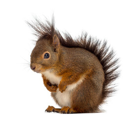 Red squirrel in front of a white background