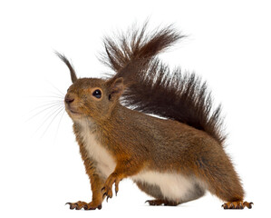 Fototapeta premium Red squirrel in front of a white background